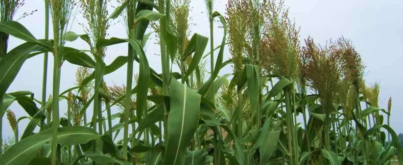 broomcorn crop